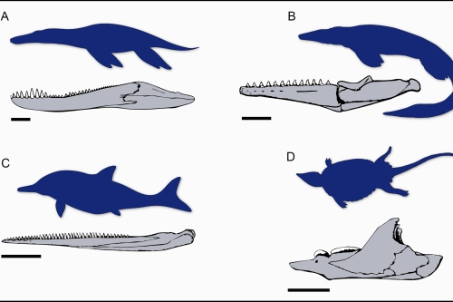 A sample of jaws from the fossil record of Mesozoic marine reptiles.