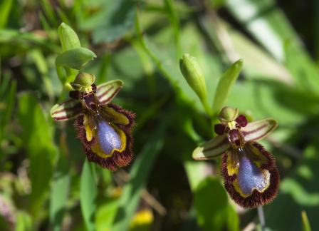 Deceived by Orchids - fiction, science and Darwin