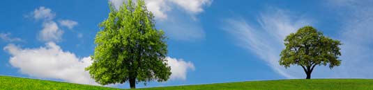 An image showing two trees and a blue sky
