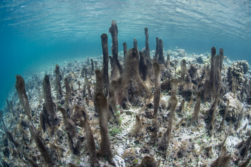 Combating species extinction using multiple functional traits « Life ...