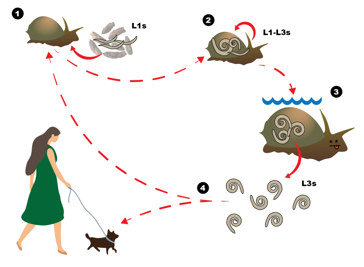 The intricacies of rat lungworm’s life cycle we studied. (1) L1s from rat faeces infect the snail. (2) L1s develop and turn into infective L3s inside the snail. (3) 1-2 months after infecting the snail, the L3s can escape into surrounding water when the snail dies. (4) The escapee L3s can then go on to infect other hosts or be recycled in the snail population. Image obtained under an Adobe Education license
