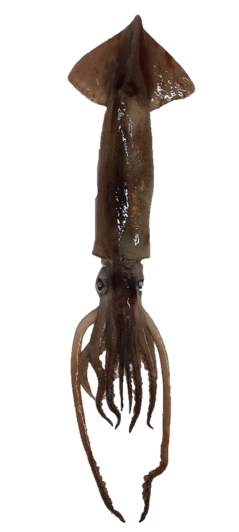 Argentine shortfin squid. Credit to Maria Paz Gutierrez.