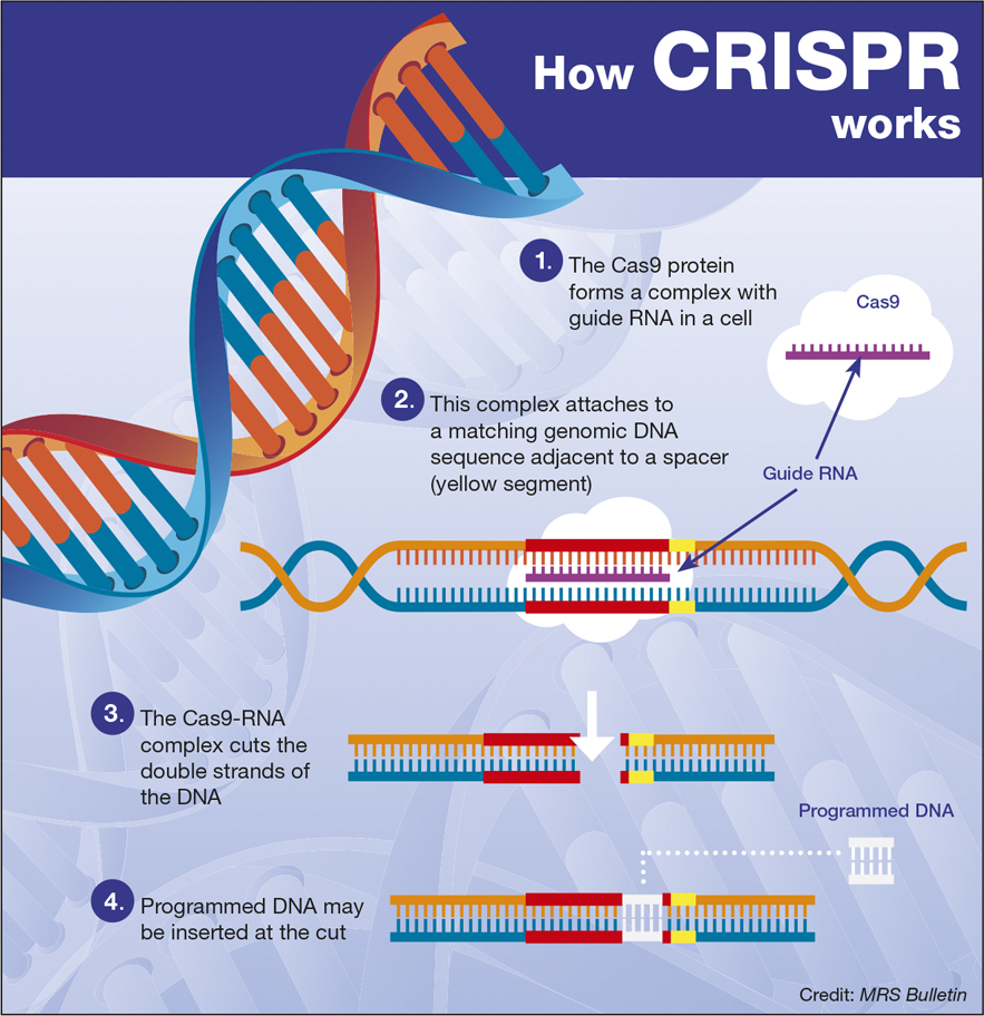 CRISPR: Implications for materials science