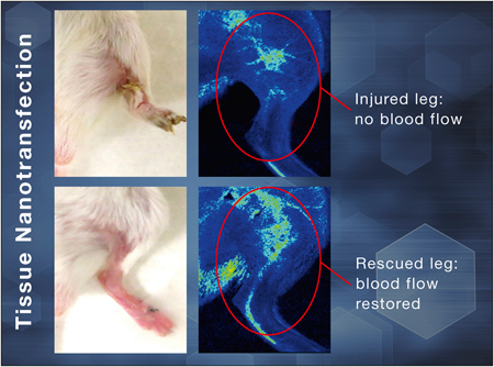 Small tissue reprogramming