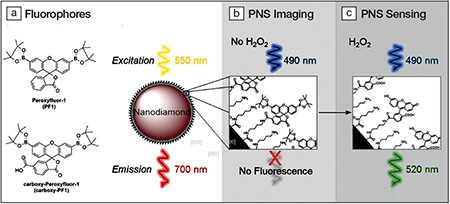 Fluorescent nanodiamonds