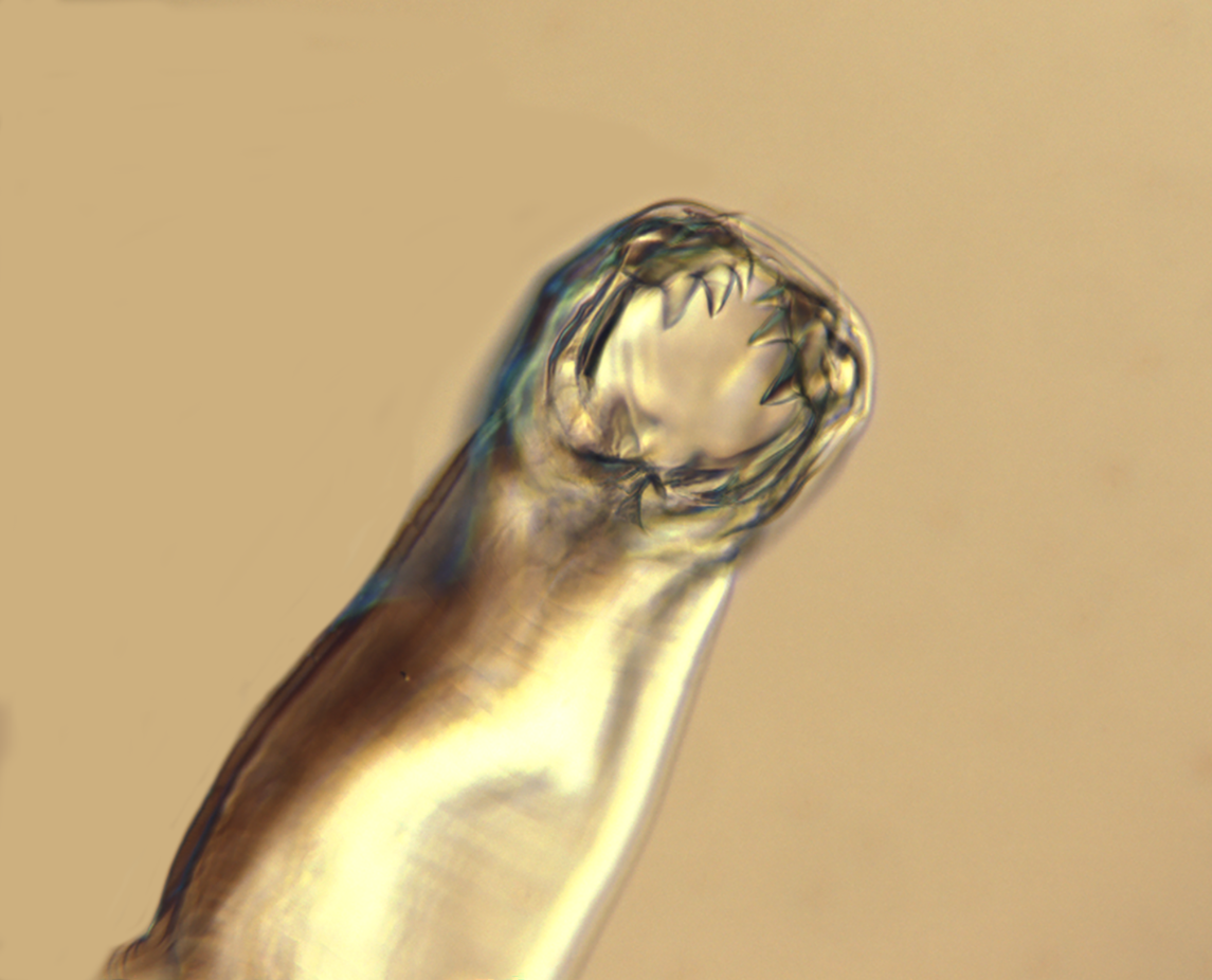 Parasitology cover comp image 2024