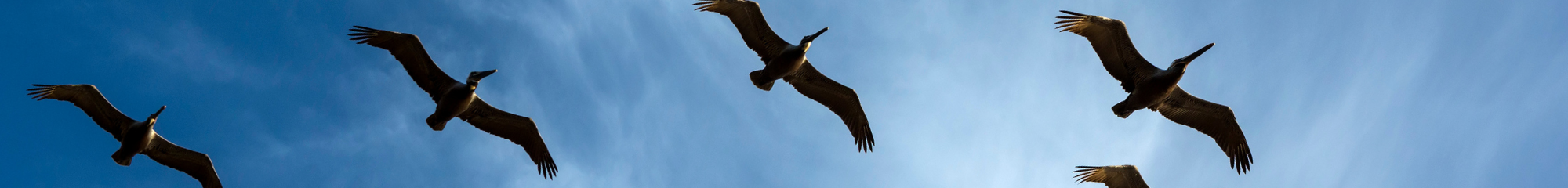 De-Extinction and Rewilding Collection