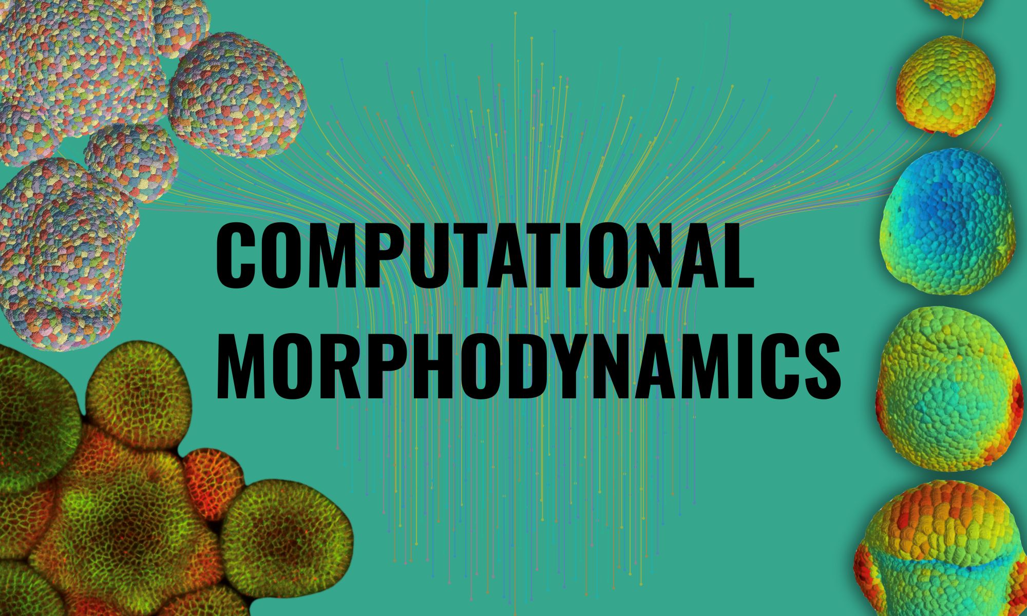Computational Morphodynamics Call for Papers