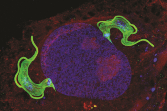 Front Cover 2025 Competition Winner - Protist Trypanosoma Cruzi