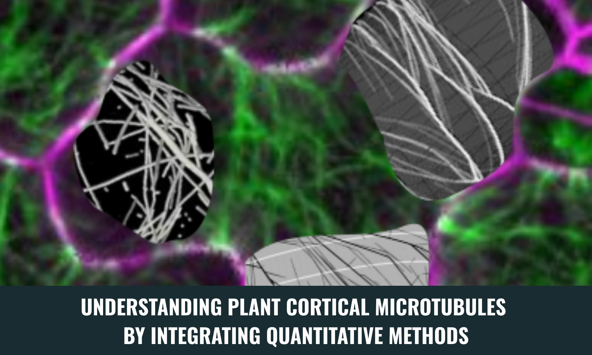 Understanding Plant Cortical Microtubules by Integrating Quantitative Methods