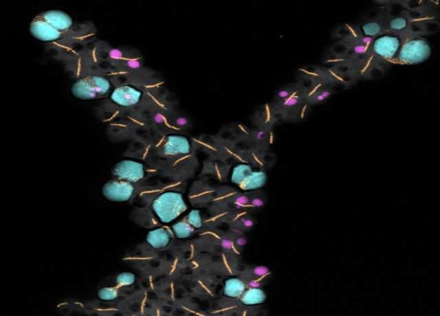 GBI Collection Image resized - Microorganisms and Phosphorus Bearing Minerals