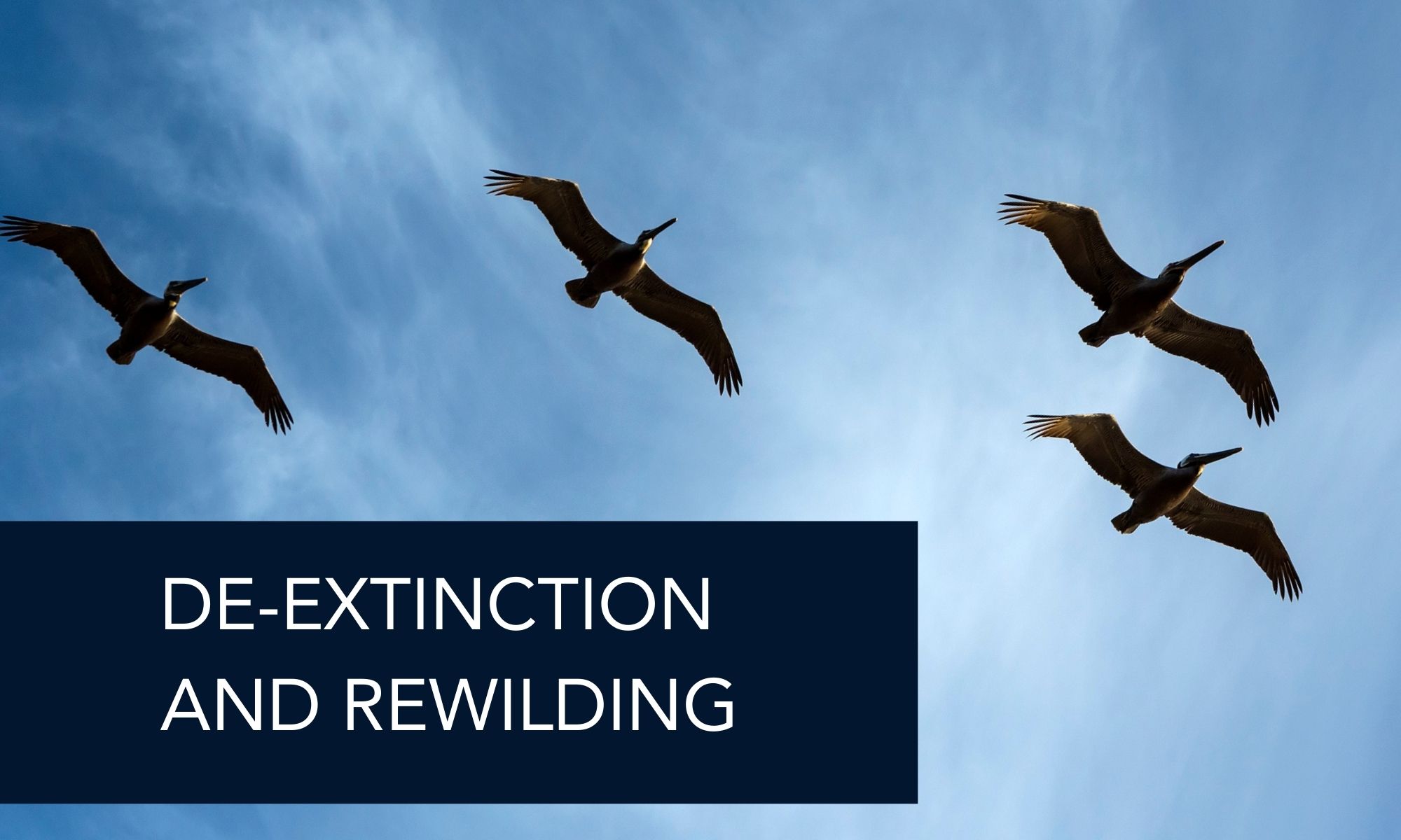 De-extinction and Rewilding