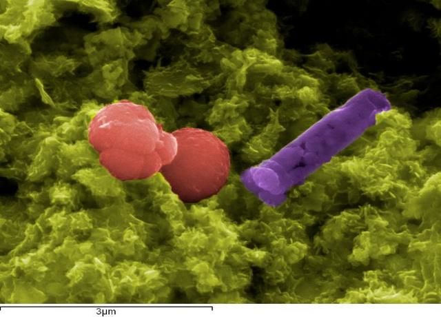 Biosulfies collection image