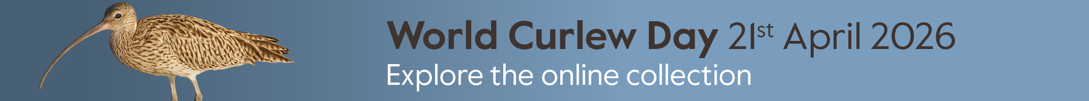 BCI World Curlew Day Banner
