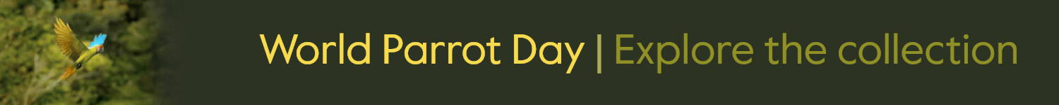 Parrot Day Core banner BCI_gif
