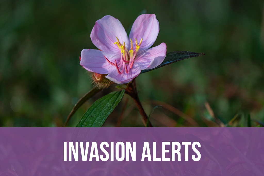 Invasion Alerts Collection thumbnail