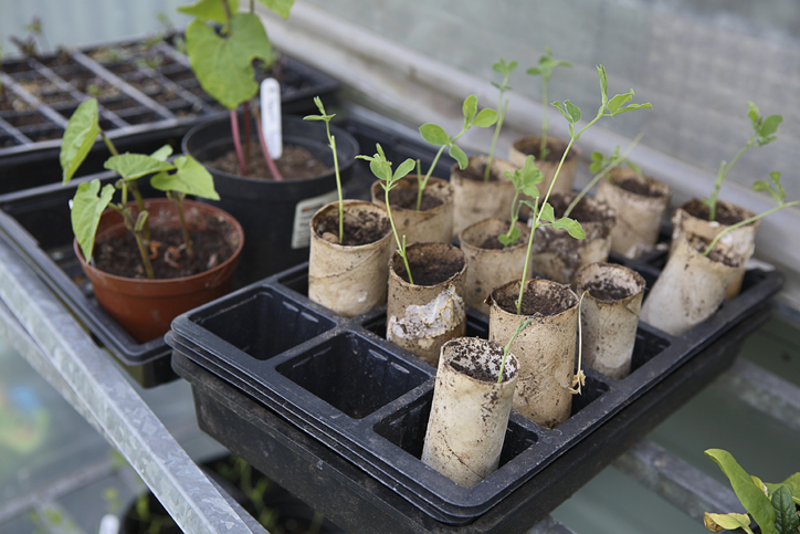 Reusing cardboard tubes to grow plants