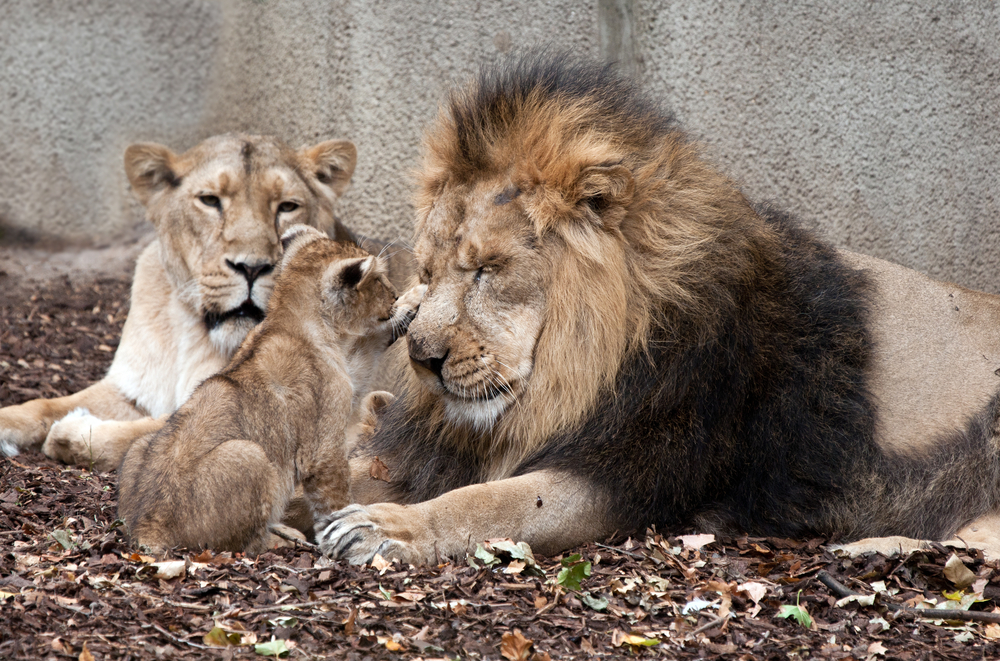 Ethology
