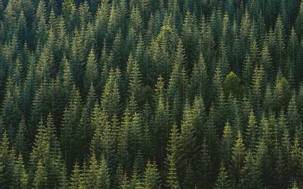 aerial photography of forest