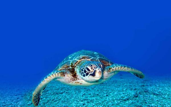 Hawksbill turtle swimming in shallow ocean waters.