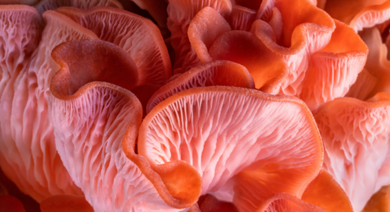 Close up of pink oyster mushroom